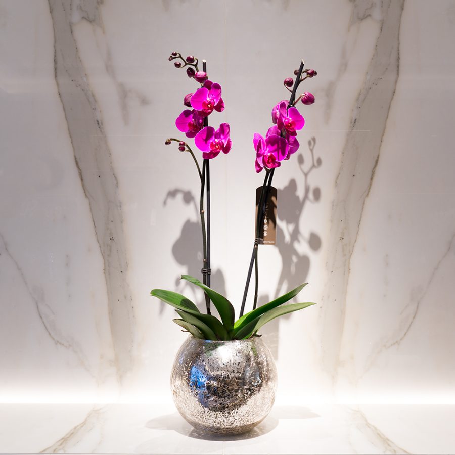 Pink Phalaenopsis - Enchanted Floral Design
