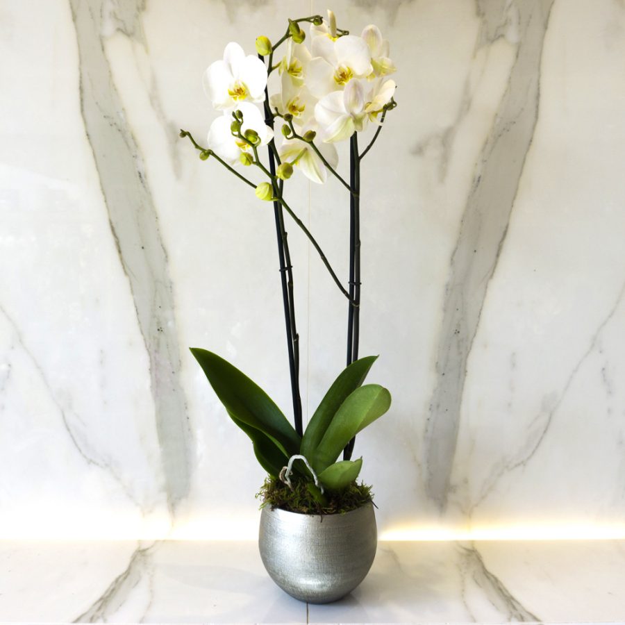 White Phalaenopsis - Enchanted Floral Design
