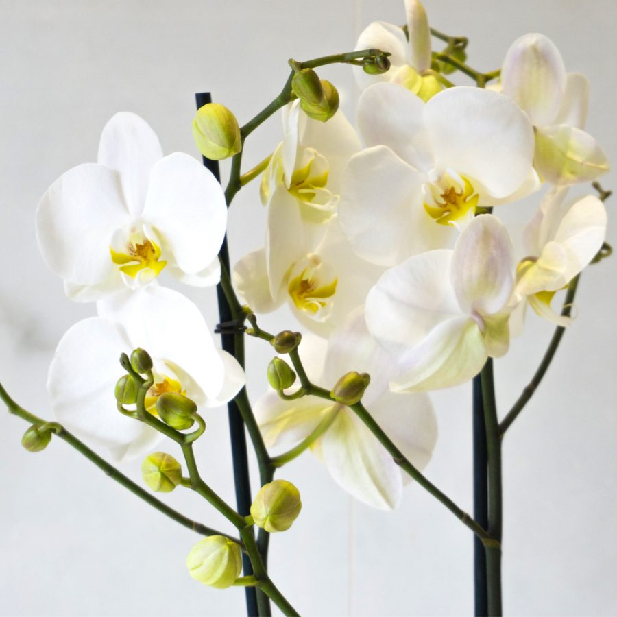 White Phalaenopsis - Enchanted Floral Design